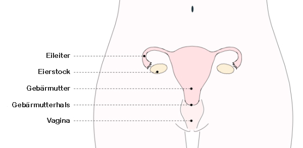 anatomie 2